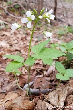 Plant form & habitat