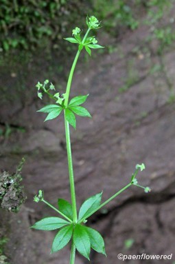 Sweet-scent bedstraw