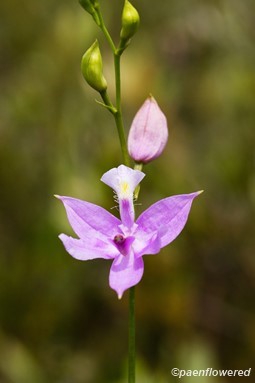 Calopogon