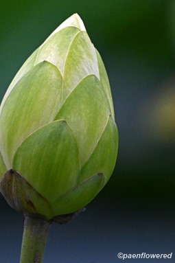 Flower bud