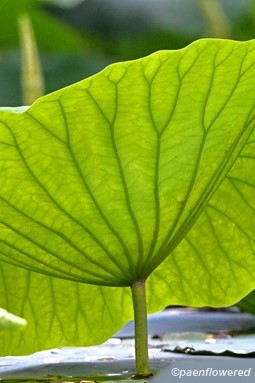 Leaf underside