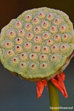 Seed head