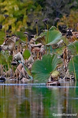 Seed heads in October