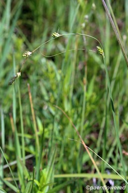 Culm with spikelets