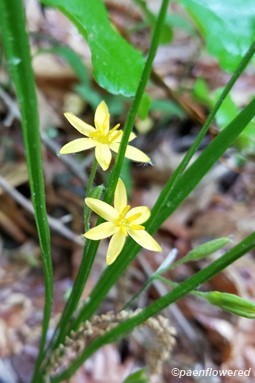 Yellow stargrass