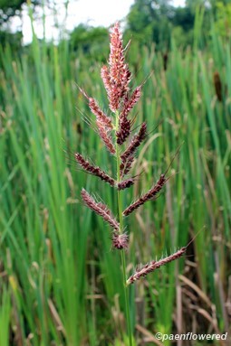 Late-season plant