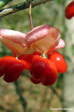 Fruits