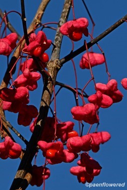 Open capsules with fruit