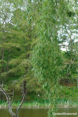 Branch in spring