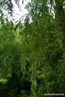 Willow leaves