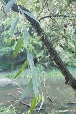 Hanging branch