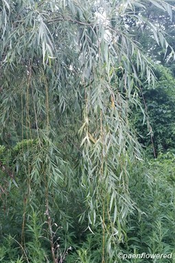 Willow branches