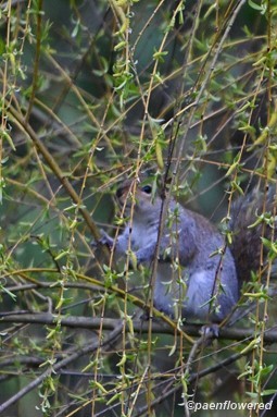 Young catkins and leaves