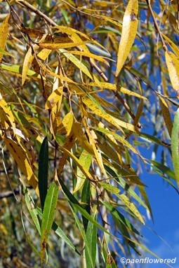 Autumn leaves