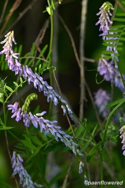 Plants in flower