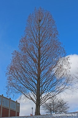 Metasequoia