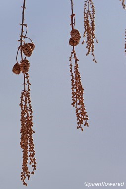 Seed cones and pollen catkins