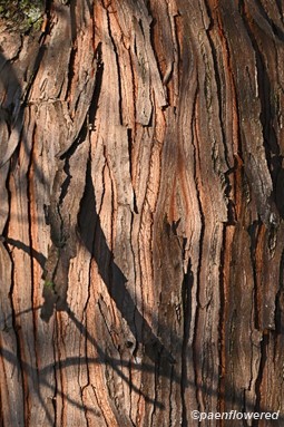 Mature bark