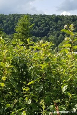 Buttonbush on a sunny afternoon