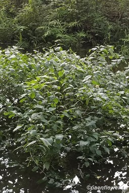 Growing in the wetland