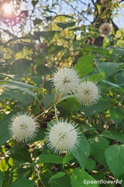 Flowers and leaves