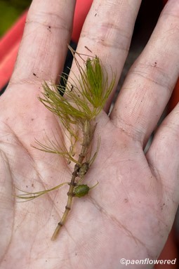 Plant form