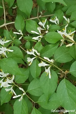 Flowers and leaves