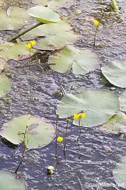 Growing with water lilies