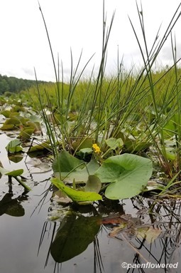 Plant form & habitat