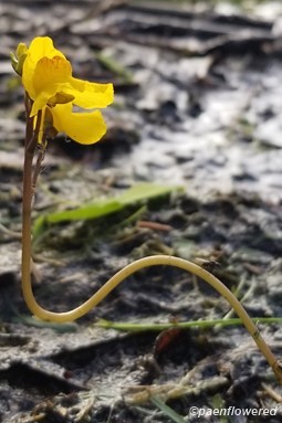 Utricularia