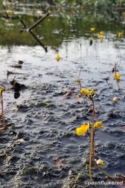 Plant form & habitat