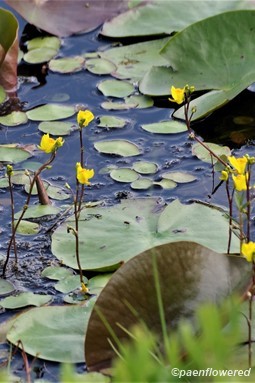 Plants in flower