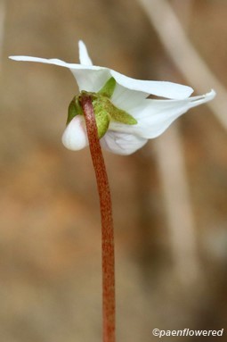Characteristic red peduncle