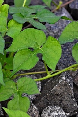 Leaves