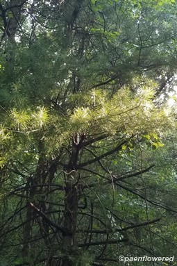 White pine in the sun