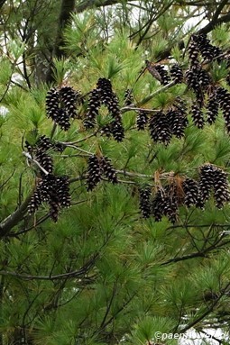 Cones in branches