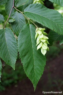 Leaves and Pistillate Catkin