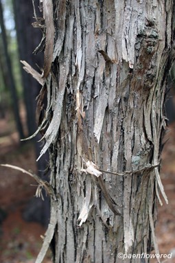 Bark, shredding vertically