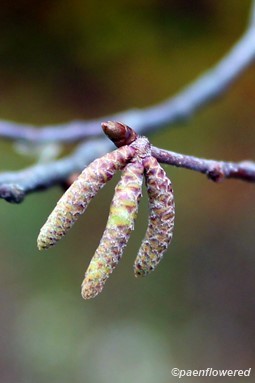 Staminate Catkins