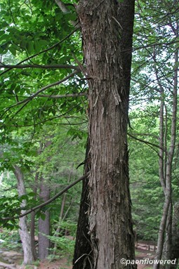 Mature tree