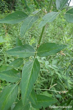 Ticktrefoil leaves