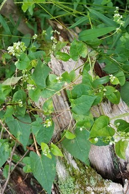 Plant form & habitat
