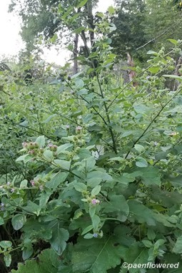 Common burdock