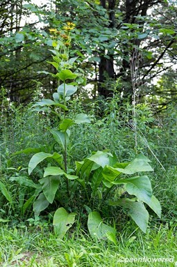 Plant form