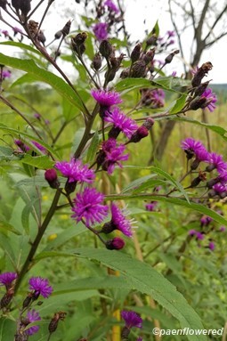 Vernonia