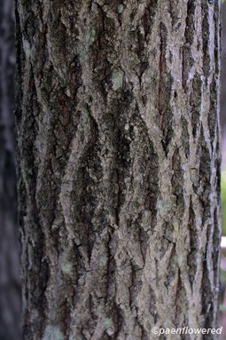 Mature bark