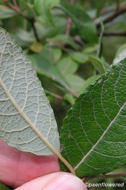 Upper and lower surface