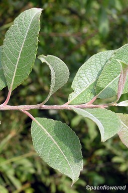 Branch tip with leaves