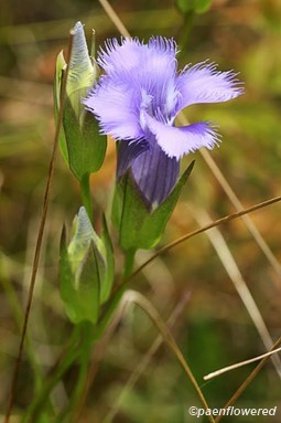 Opening flowers