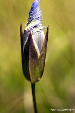 Flower bud